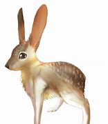 Image result for Tehuantepec Jackrabbit