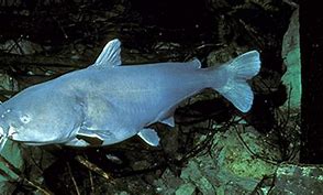 Image result for Blue Catfish Identification