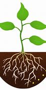 Image result for Cartoon Plant with Roots