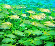 Image result for School of Clownfish