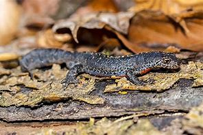 Image result for Alpine Newt