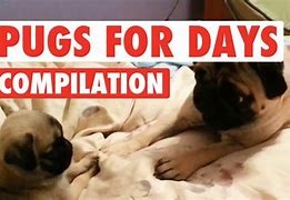 Image result for Pugs Doing Funny Things