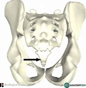 Image result for Coccyx