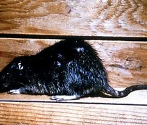 Image result for Sewer Rat Meme