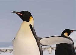 Image result for Tundra Fauna