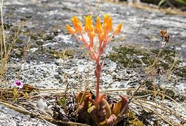 Image result for Dudleya San Diego