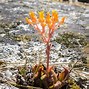 Image result for Dudleya San Diego