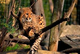 Image result for Leopard Sitting in Tree