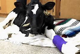 Image result for Cow with Broken Leg