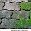 Image result for Algae Graphic