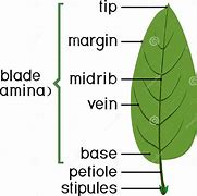 Image result for Plant Leaf Parts