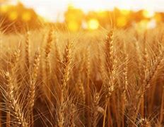 Image result for Wheat Harvest