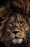 Image result for Black Mane Lion Wallpaper HD