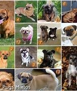 Image result for Tipos De Pug