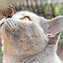 Image result for Cat with Butterfly On Nose