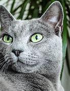 Image result for Grey Cat Wallpaper