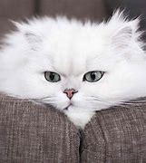 Image result for Parsha Cat