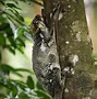 Image result for Biggest Colugo