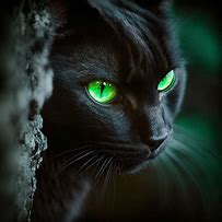 Image result for Green and Black Cat