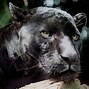 Image result for African Jaguar