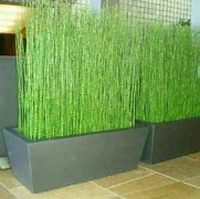 Image result for Bambu Air