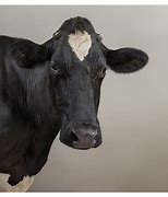 Image result for Friesian Cow Showing