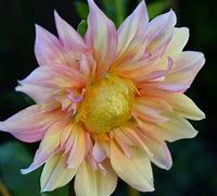 Image result for Apple Blossom Dahlia