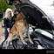 Image result for K9 Police Car