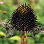 Image result for Flowers Seeds