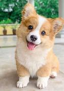 Image result for Adorable Baby Corgi