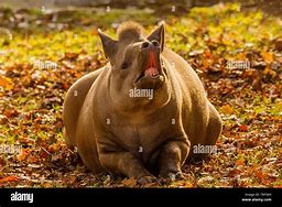 Image result for Tapir Lips