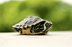 Image result for Turtle Sleeping