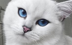 Image result for Most Beautiful Cat Eyes