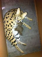 Image result for Serval Cat Meow