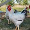 Image result for Delaware Chicken Rooster