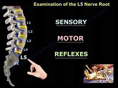 Image result for L5 Nerve Function