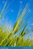 Image result for Wheat Harvest