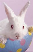 Image result for Pictures of Cute Easter Bunnies