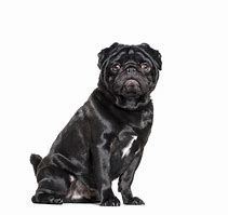 Image result for Black Pug Pan Ting