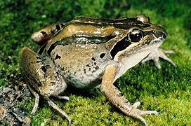 Image result for Flat Brown Frog