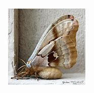 Image result for Female Polyphemus Moth