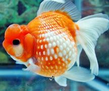 Image result for Ikan Kcil