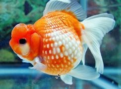 Image result for Ikan Arengan