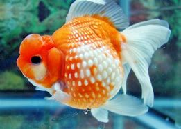 Image result for Gambar Ikan Keci