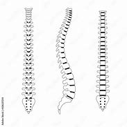 Image result for Human Spine Illustration