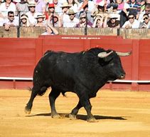 Image result for Corriente Bull