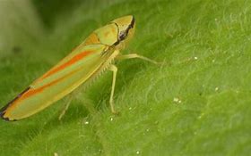 Image result for Rice Leafhopper