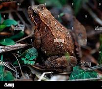 Image result for Brown Frog Britain