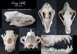 Image result for Grey Wolf Skull