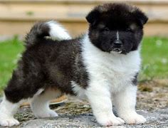 Image result for Black Akita Puppies